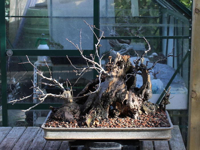 Crab Apple Bonsai Carving and Styling